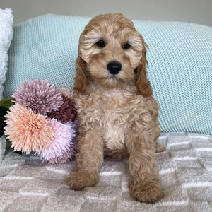 Spoodle Mini Female Sage - Available now for her forever home