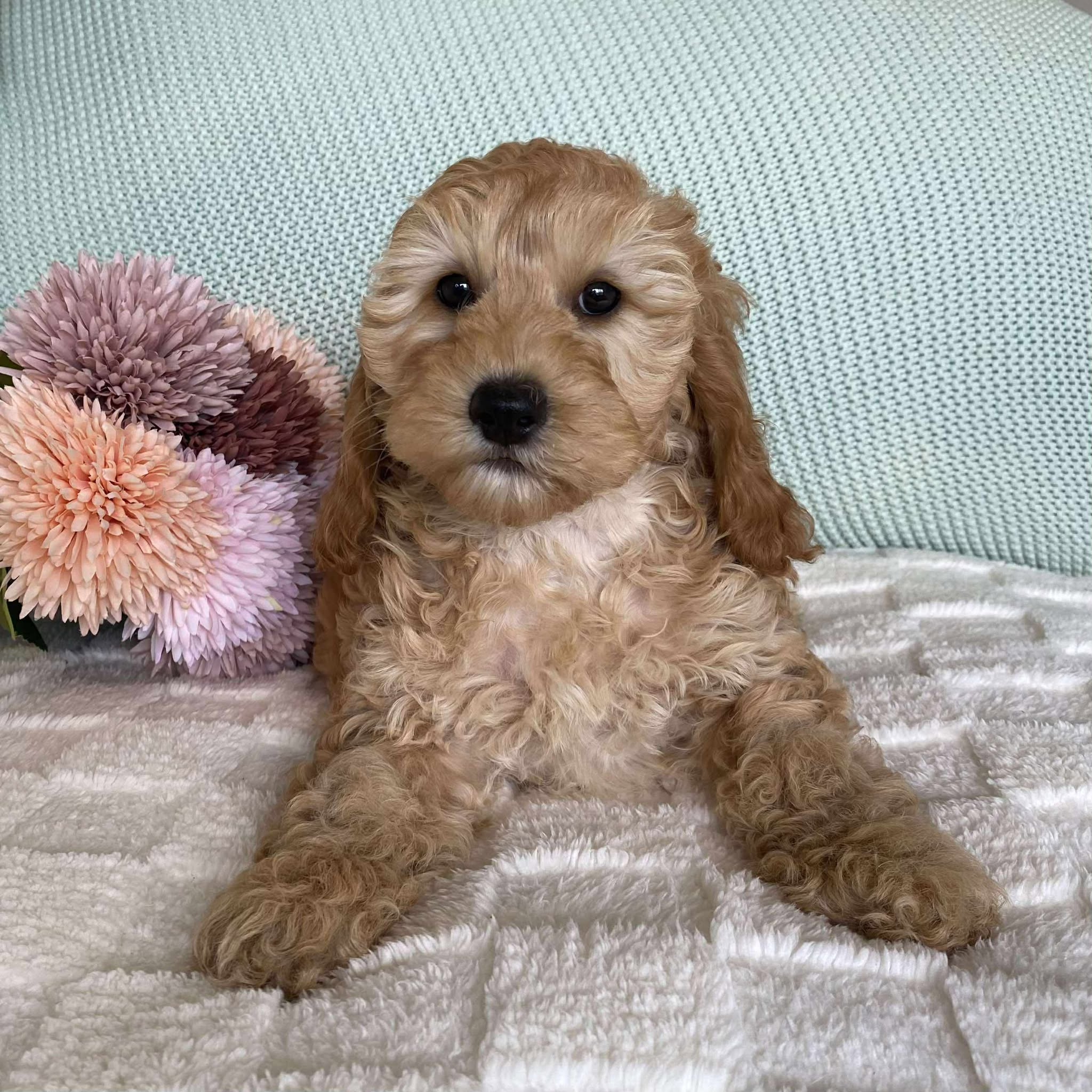Spoodle Mini Female Sage - Available now for her forever home
