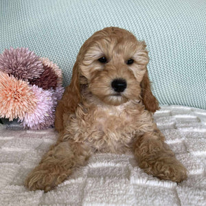 Spoodle Mini Female Sage - Available now for her forever home